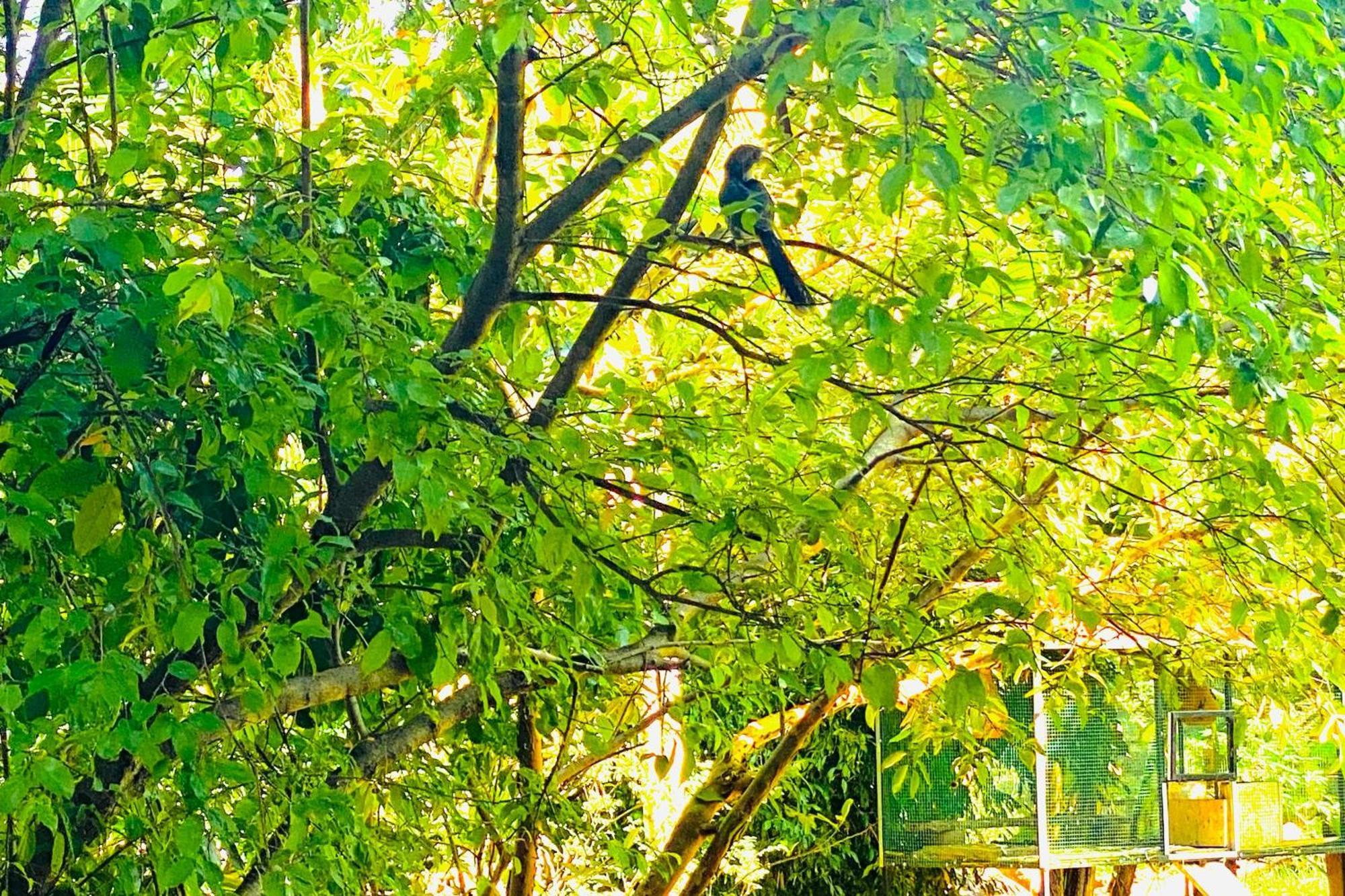 Gamagedara Resort Dambulla Kültér fotó